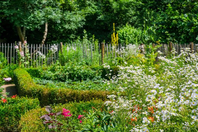 blühende Beete im Bauerngarten in der Sonne, Buchsbaumhecken und Staketenzaun