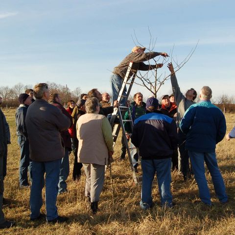 Personengruppe auf der Streuobstwiese beim Baumschnitt-Seminar