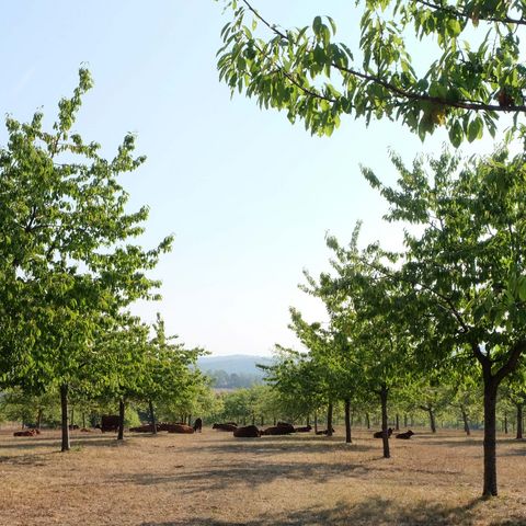 Obstbäume in der Sommersonne, Rinder weiden im Schatten