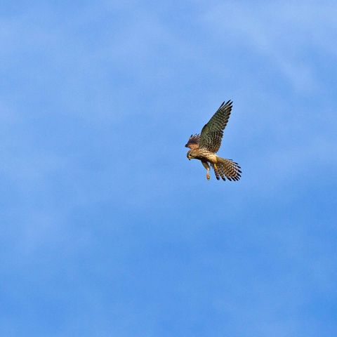 Turmfalke steht in der Luft im typischen Rüttelflug, blauer Himmel