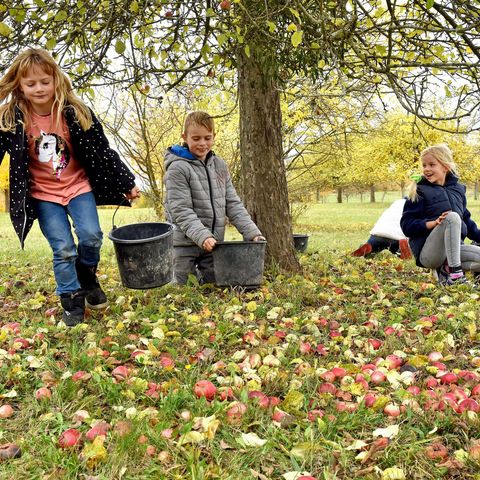 Kinder mit Eimern voller Äpfel auf der herbstlichen Streuobstwiese