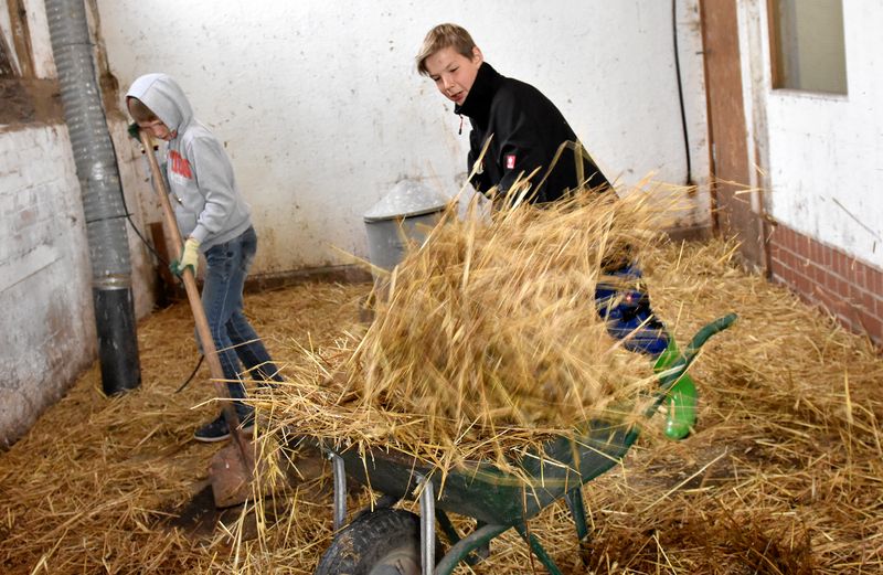 Zwei Jungen im Stall schaufeln schwungvoll Heu auf eine Schubkarre