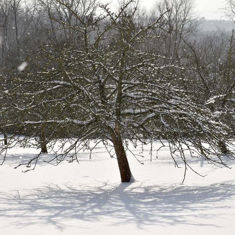 Obstbaum auf der verschneiten Streuobstwiese auf Gut Herbigshagen