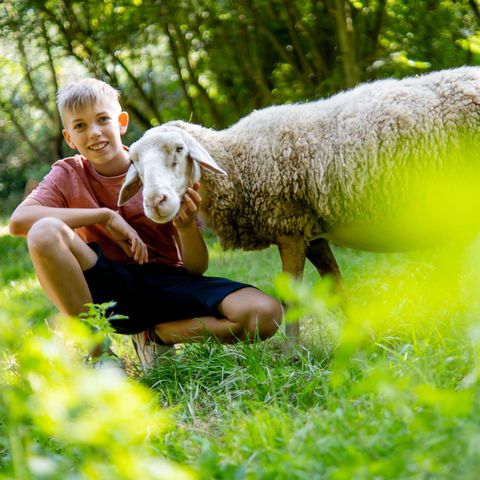 Junge mit Schaf auf grüner Weide